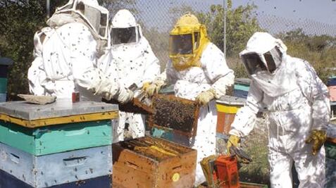 Apicultores reportan bajos ingresos