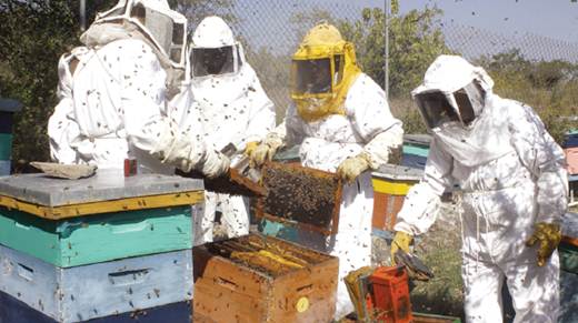 Apicultores reportan bajos ingresos
