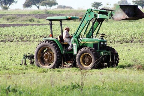 Afecta plaga 12 mil ha de cultivo en San Juan