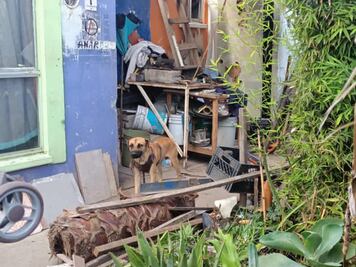 Rescatan a seis perritos en El Marqués; estaban encadenados y desnutridos
