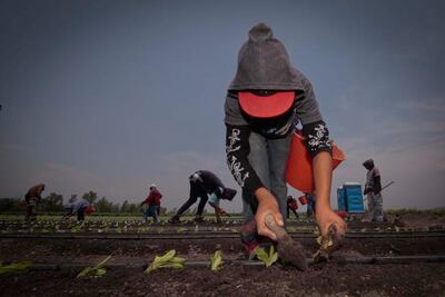 Busca Sedea 900 mdp para sector agro
