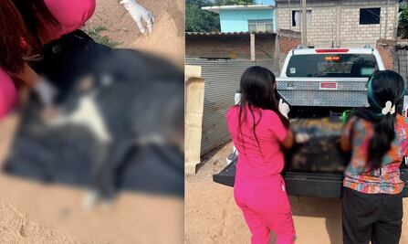 Sujeto le quita la vida a un perrito en Querétaro