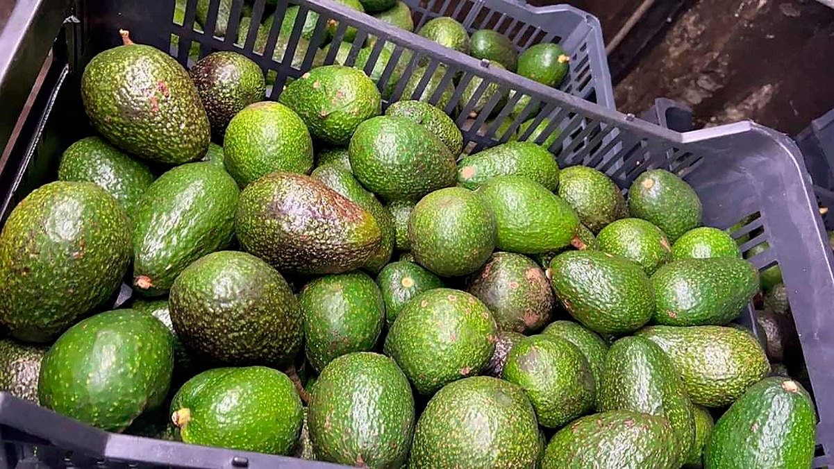 Precio del kilo de aguate alcanza casi los 100 pesos en Querétaro