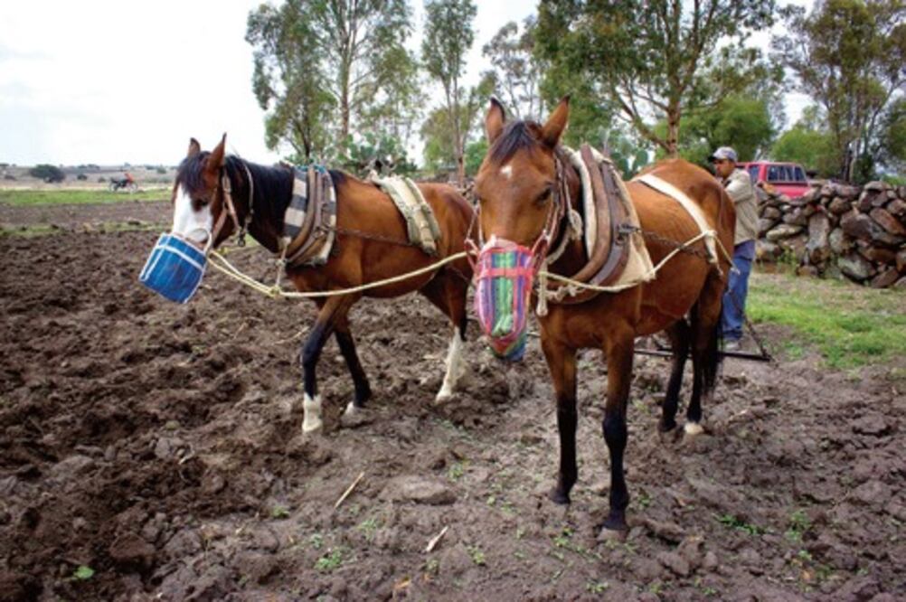 Dan créditos al agro por 1,400 mdp