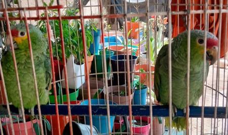 Profepa rescata 63 ejemplares de fauna silvestre en cateo a domicilio en Querétaro