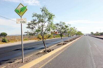 Realizarán trabajos de reforestación en vialidades 