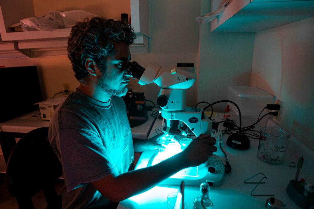 CIENTIFICO DE LA UNAM ESTUDIA CON GUSANOS ENFERMEDADES NEURONALES HUMANAS* FOTO: DEMIAN CHAVEZ