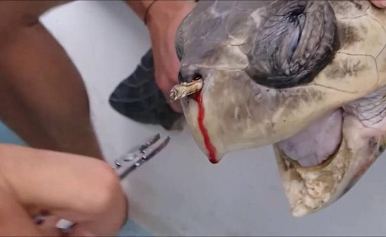 La tortuga que "lloró" por culpa de un popote... y la acción mundial que generó