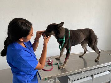 Van 35 sanciones por maltrato animal en El Marqués, Querétaro