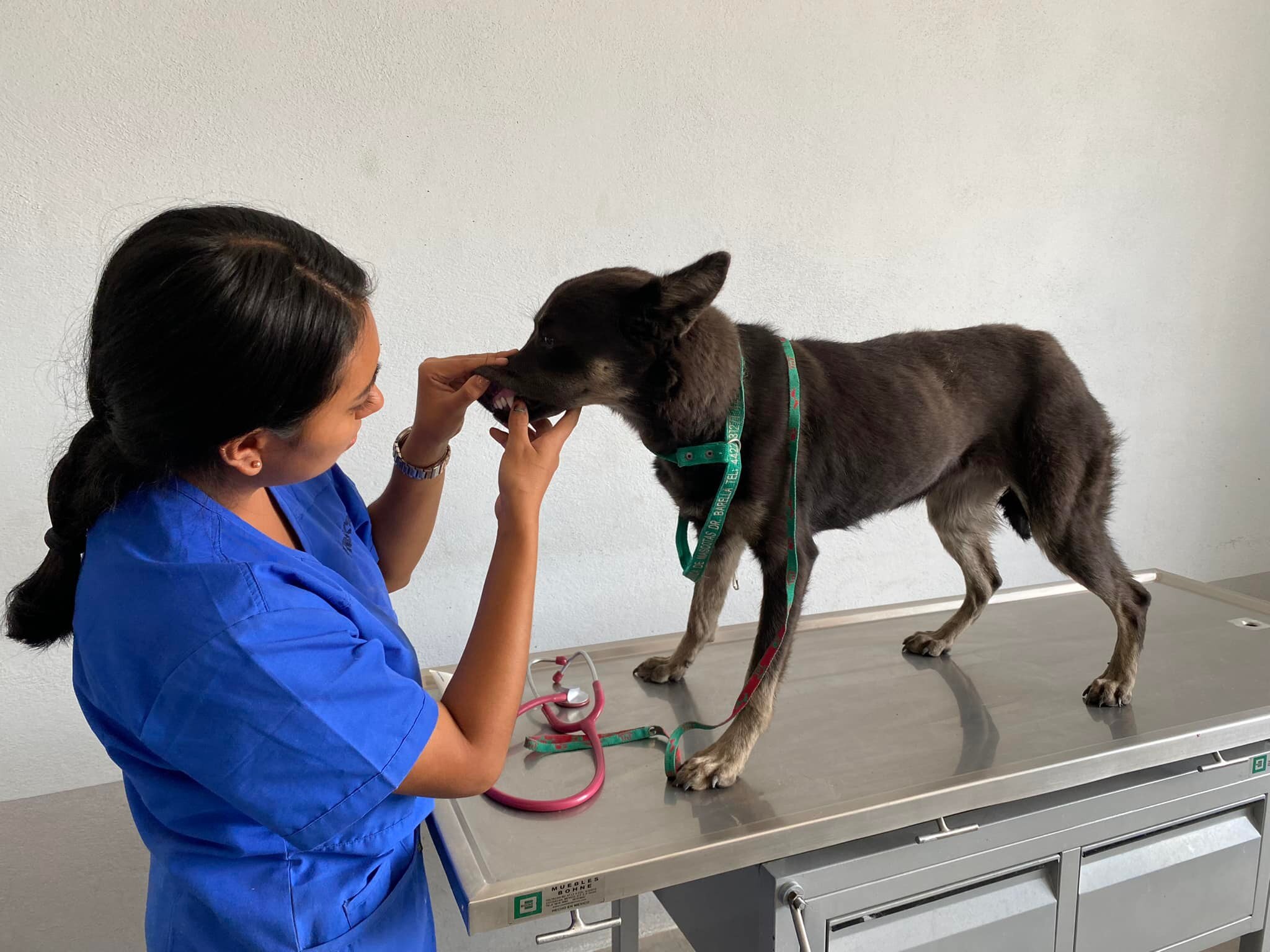 Van 35 sanciones por maltrato animal en El Marqués, Querétaro