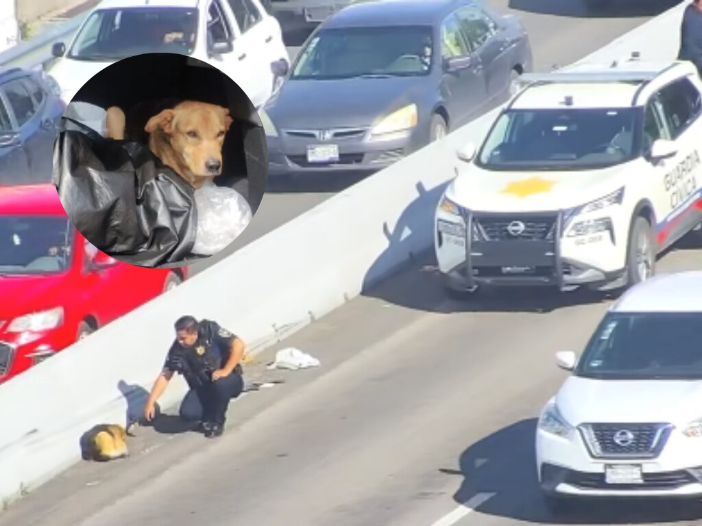 Rescatan a un perrito en el Anillo Vial Fray Junípero Serra