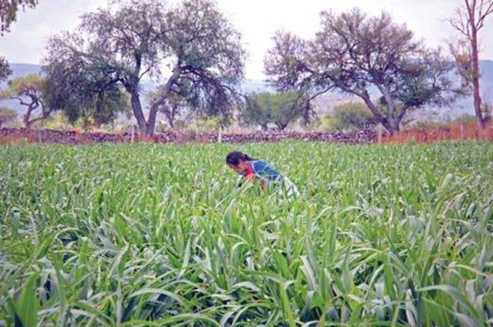 Encharcadas 40 hectáreas