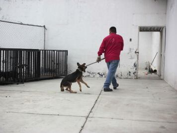 Dudan de correcto sacrificio canino