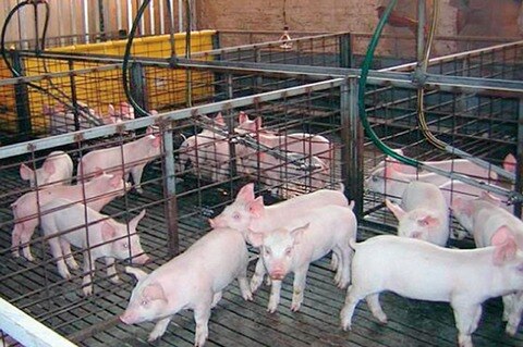 Piden porcicultores recursos por 5 mdp