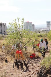 75 mdp para reforestación en el estado