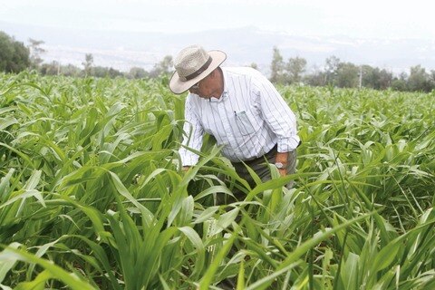 Reforma al campo frenará el “coyotaje”