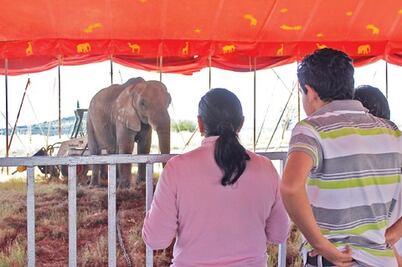 Exigen acabar con  abuso de  animales 