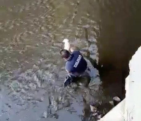 Video. Poli se mete a aguas negras para rescatar a perrito atrapado en Querétaro