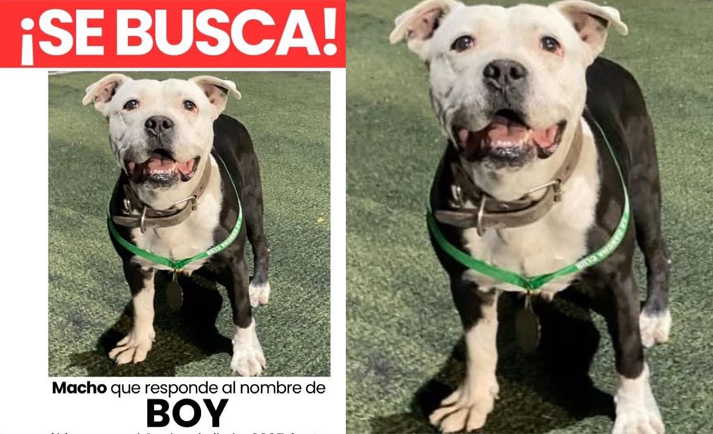 Buscan al perrito Boy en Querétaro; fue visto por última vez el 1 de abril