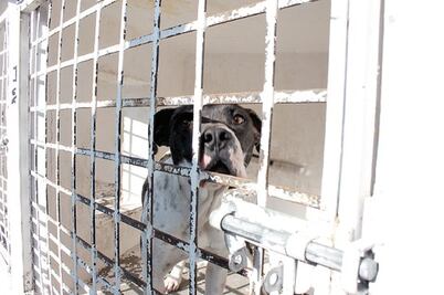 Buscan cárcel por maltrato animal