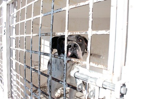 Buscan cárcel por maltrato animal