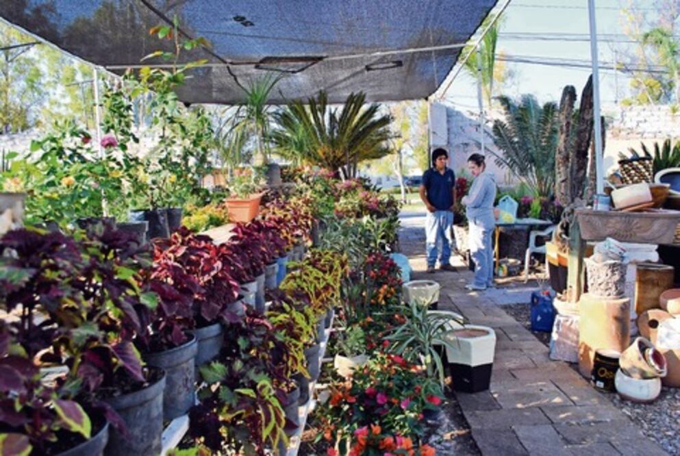 Ofrecen tranquilidad  y belleza en su vivero