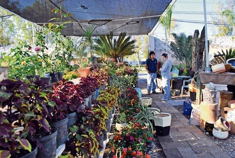 Ofrecen tranquilidad y belleza en su vivero