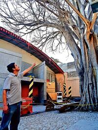 Buscan  aliviar  “estrés” que padece árbol histórico