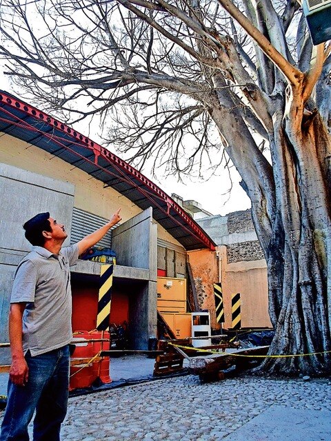 Buscan aliviar “estrés” que padece árbol histórico
