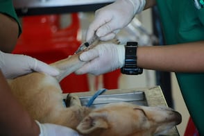 Cabildo Metropolitano evaluará hospital veterinario
