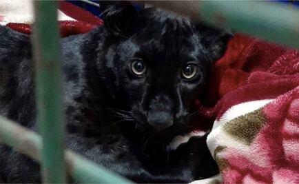 Capturan a pantera negra que deambulaba por viviendas en Francia