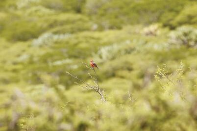 El Tángano, área a proteger
