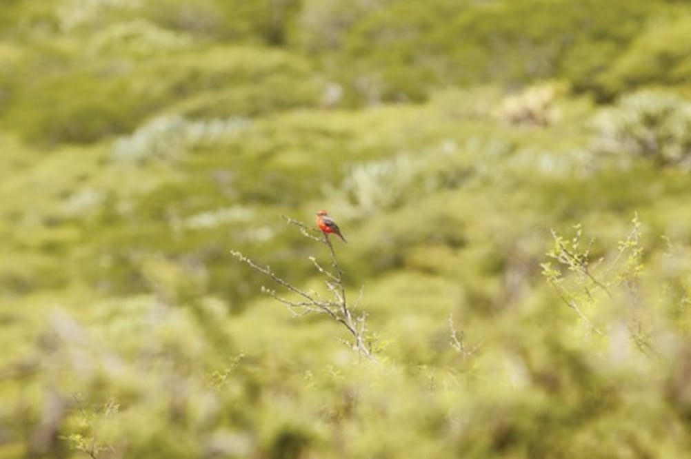 El Tángano, área a proteger