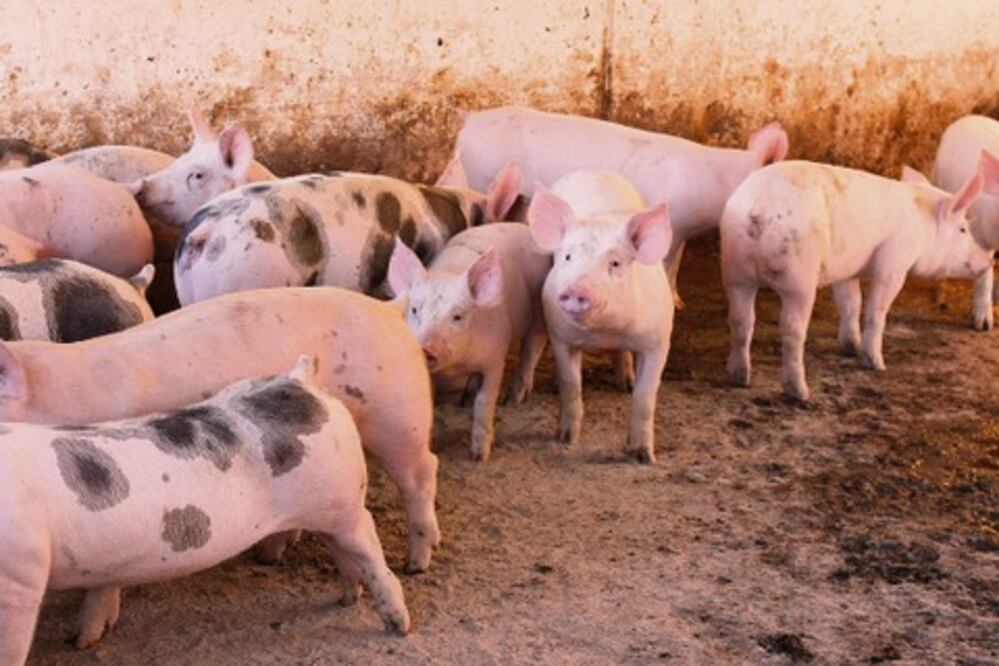 Alarman pérdidas de ganado porcino