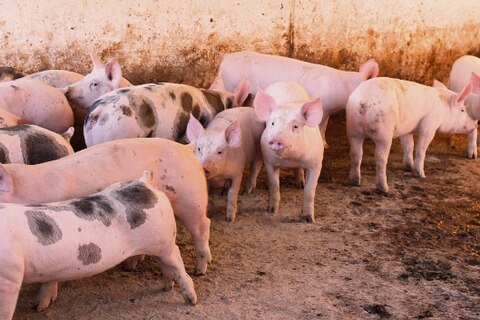 Alarman pérdidas de ganado porcino