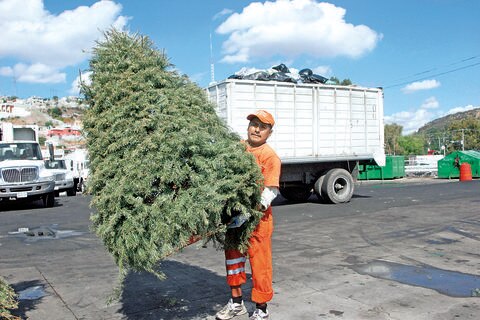 Inician recolección de árboles de Navidad