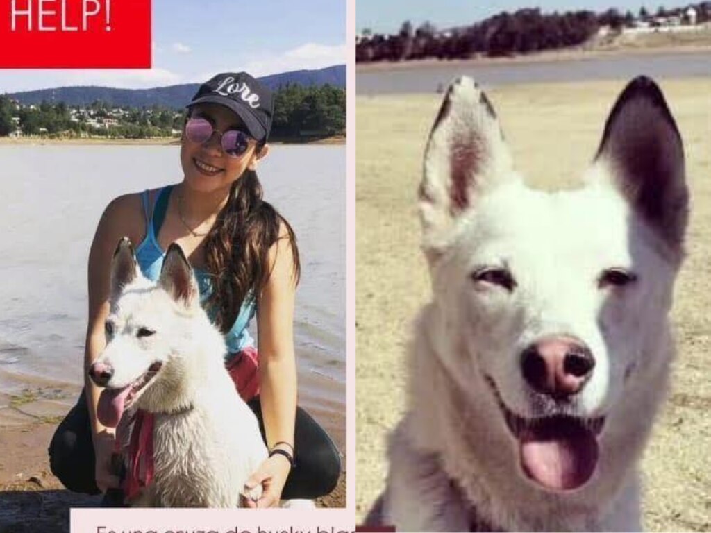 Buscan a la perrita Freya en Querétaro; se salió de su casa el 15 de agosto 