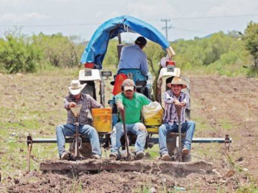 Lluvias benefician cultivo en Santa Rosa