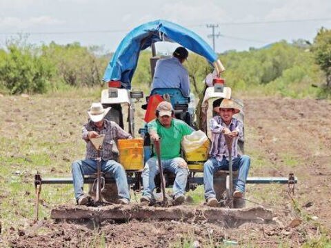 Lluvias benefician cultivo en Santa Rosa