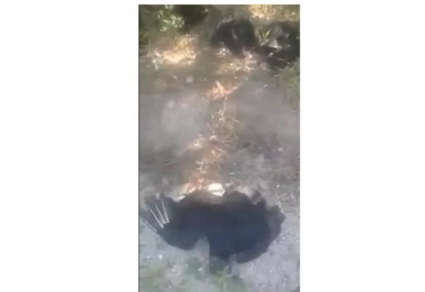 Zopilotes mueren luego de comer carne de perros envenenados