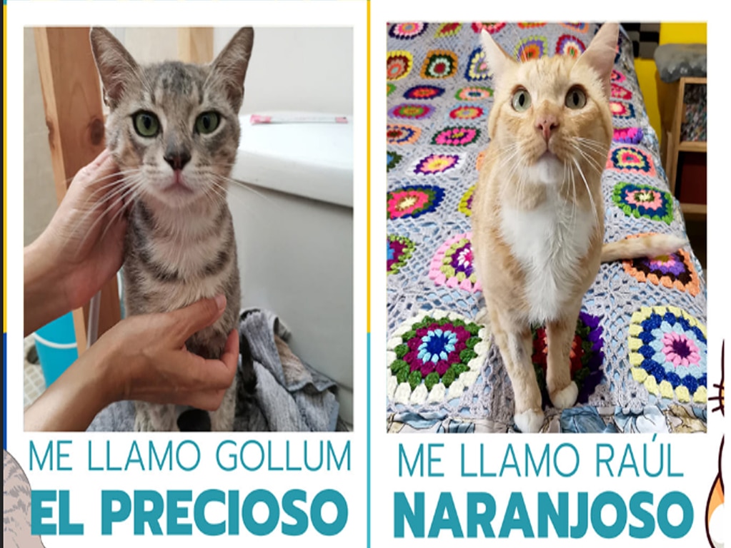 Gollum “El precioso” y Raúl Naranjoso, dos gatitos que buscan un hogar en Querétaro