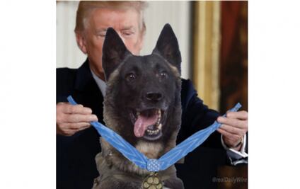 Trump recibirá a Conan, el perro que persiguió al líder del Estado Islámico