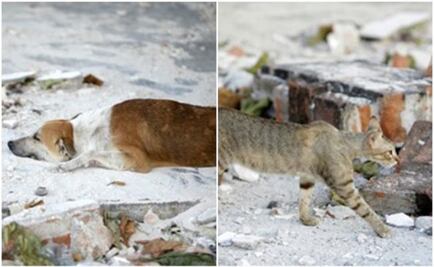 UNAM recolecta alimento para mascotas afectadas por sismo