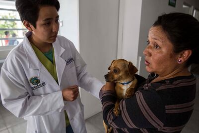 Fortalecen la Ley de Protección Animal