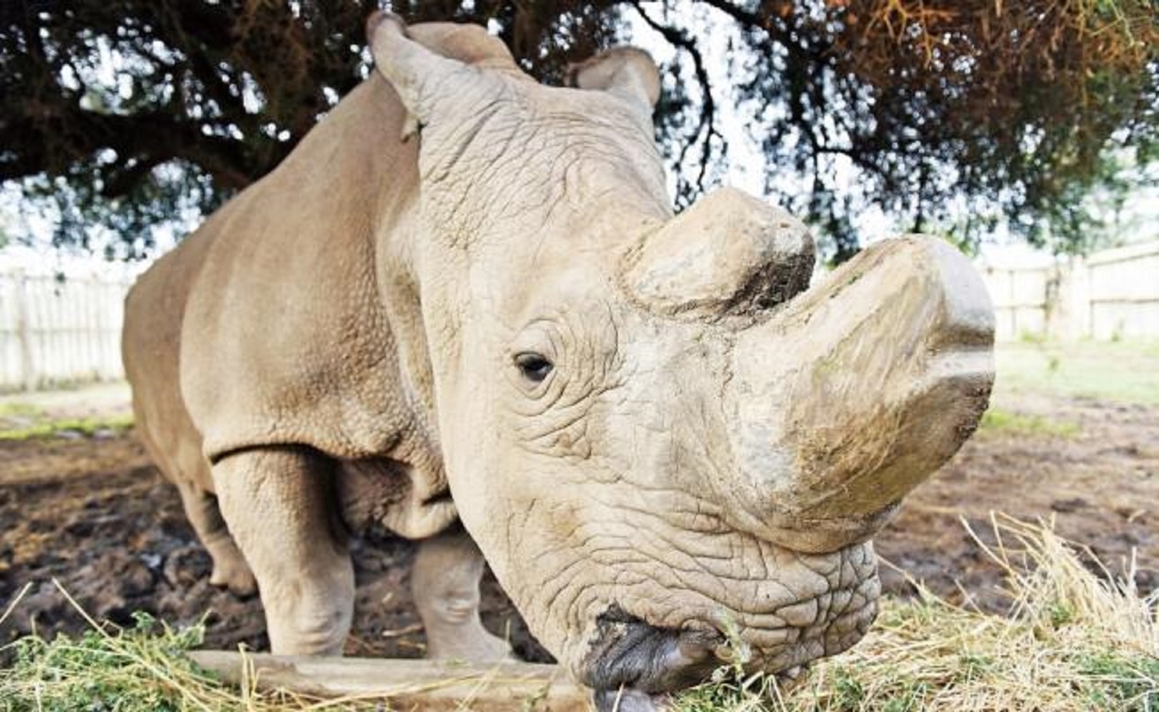 Muere el rinoceronte blanco que tenía cuenta en Tinder