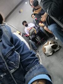 Perrito se subió al Qrobús; lanzan mensaje para que sus dueños lo encuentren en Querétaro