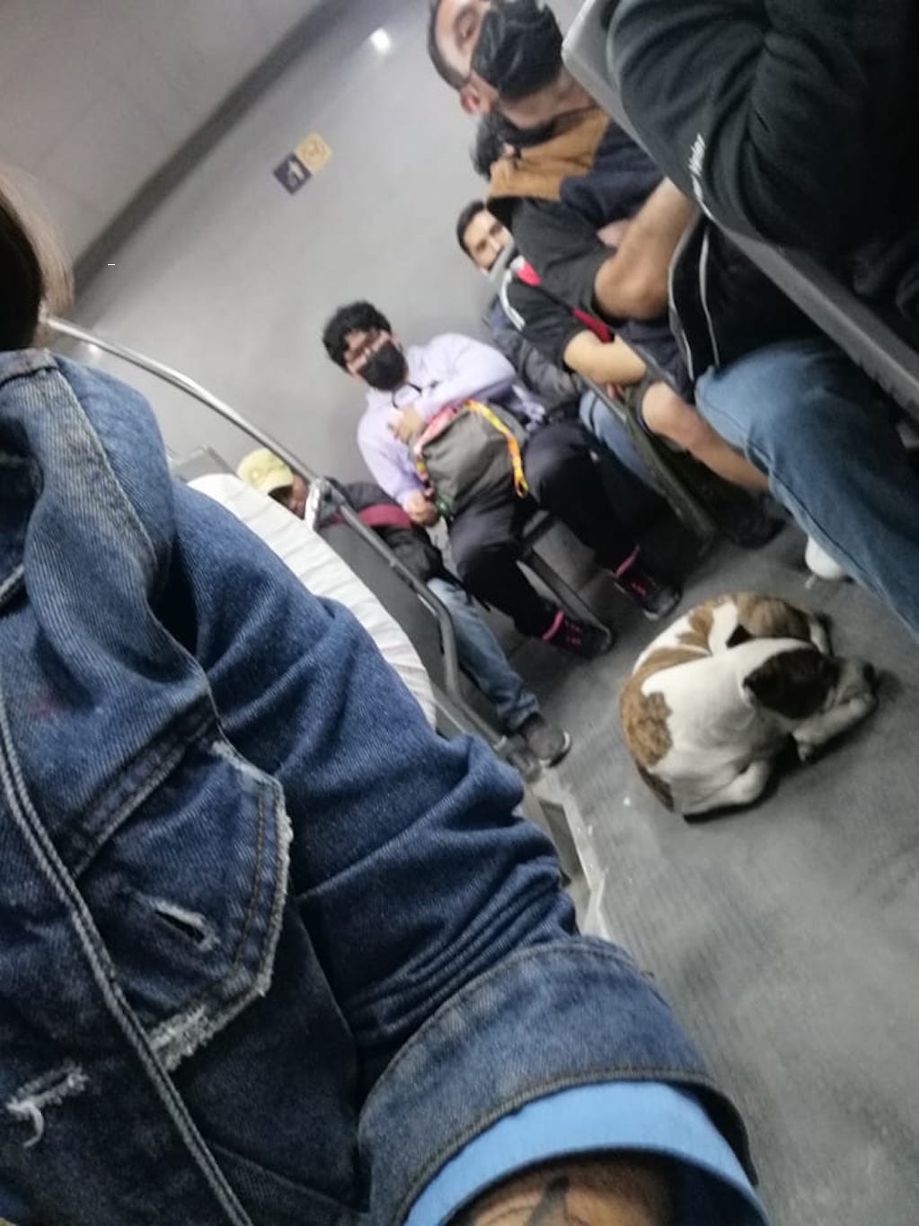 Perrito se subió al Qrobús; lanzan mensaje para que sus dueños lo encuentren en Querétaro