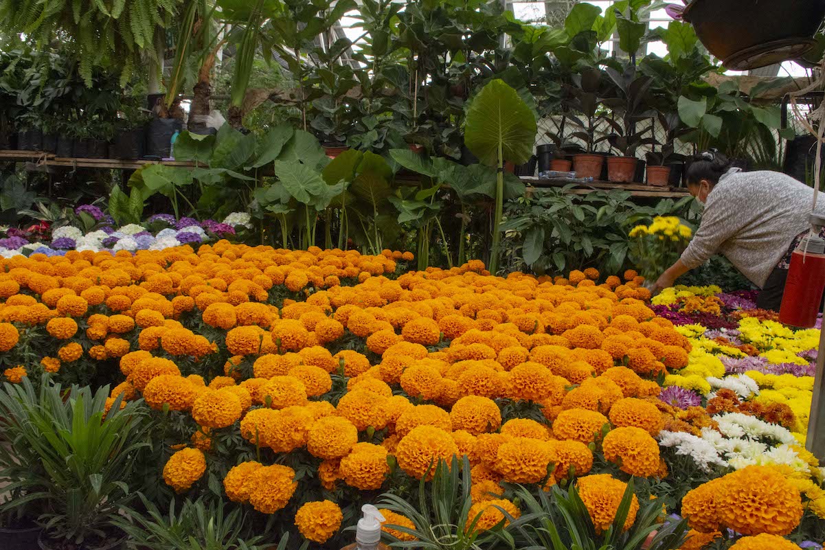 Mercado espera florecer con venta de cempasúchil