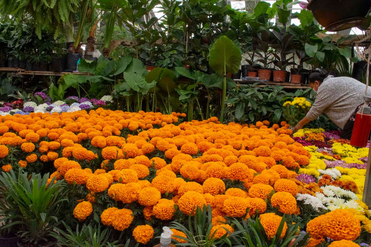 Mercado espera florecer con venta de cempasúchil