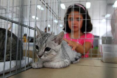  ONG’s ignoran  iniciativa de ley animal: diputada